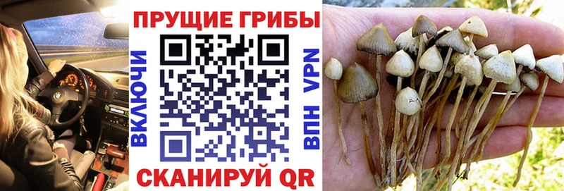 Псилоцибиновые грибы ЛСД  что такое наркотик  Зерноград 